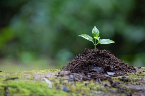 PRESPL, APChemi, and Intellecap form JV for biochar-based carbon credit platform PRESPL, APChemi, and Intellecap form JV for biochar-based carbon credit platform